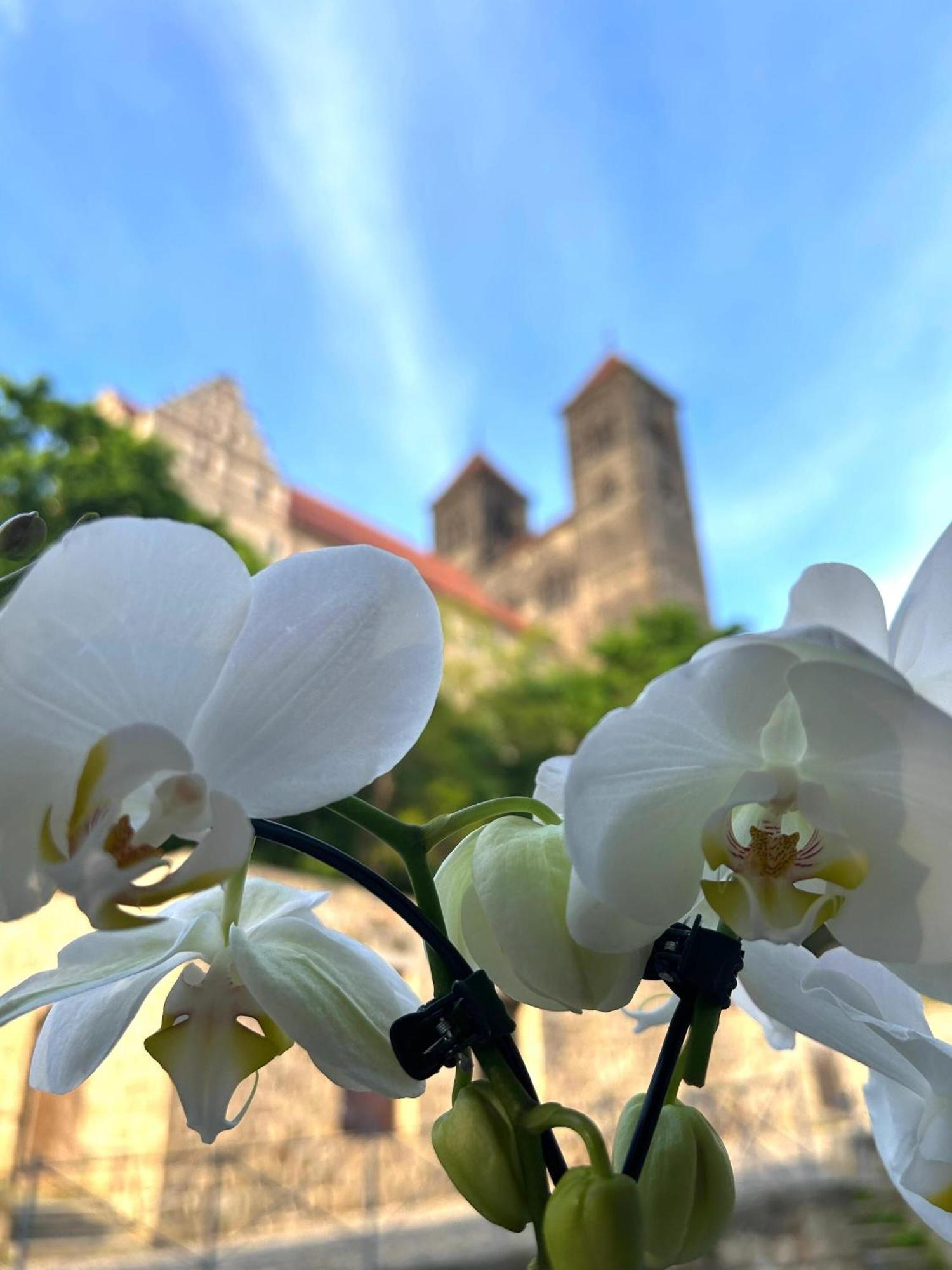 Hotel Domschatz Quedlinburg Dış mekan fotoğraf
